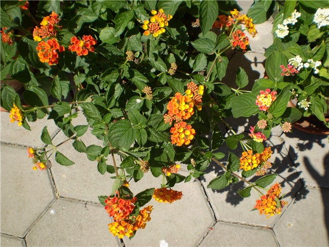 lantana